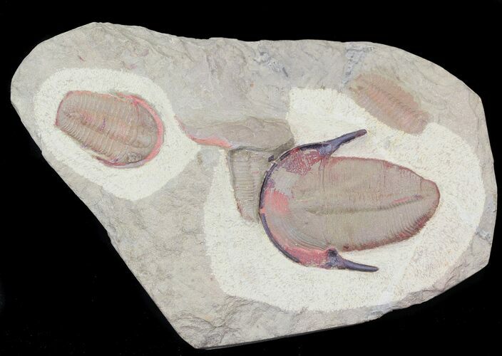 Colorful, Ordovician Harpides Trilobite - Draa Valley, Morocco #31097